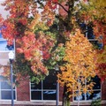 Fall trees in UD-By MM