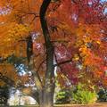 秋樹艷紅--MM攝影 Dayton, Ohio