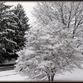 Winter scene snow4428-By MM