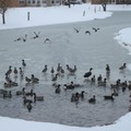 Winter snow pond w ducks-By MM
