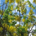 Golden Shower Tree0770-By MM