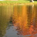 池畔樹影--MM攝影