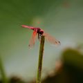 好美的紅色蜻蜓，連翅膀也是紅色的