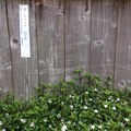 鎌倉老屋牆