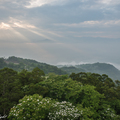 山城。白花