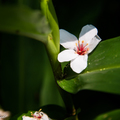 山城。白花