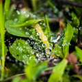 花。雨