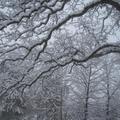 冬日家園2012 - #12: 2013.3.24/25 下雪