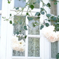 窗前玫瑰