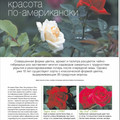 My roses in Russia 1