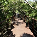紅樹林木棧步道