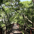 紅樹林木棧步道