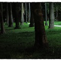 大安森林公園夜景