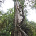 棲蘭國家森林公園