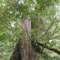 棲蘭國家森林公園