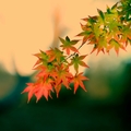 福壽山楓葉