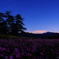  	秋的樂章第一節--福壽山的波斯菊