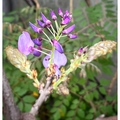 臺灣越來越多的地方種植紫藤