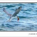 大溪漁港 燕鷗