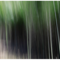 竹の魅影