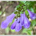 在爬郊山途中
被這通透的紫色小花所吸引
