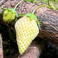 五月的草莓
