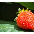 院子裡的草莓紅通通令人垂涎

