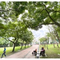 蒼蒼綠綠的台灣欒樹
開始交枝接葉