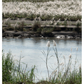 宜蘭蘭陽溪甜根子正盛開