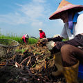 台灣農事影像紀錄