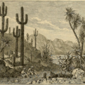 “Giant cactus and yucca region of northern Mexico.” Ferdinand Hirt’s geographische Bildertafeln. 1884. 