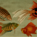 Aquarium fish. Blätter für Aquarien- und Terrarien-Kunde. 1895.   Read the caption to i.d. fish.