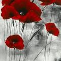 the poppies
