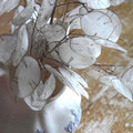 https://www.etsy.com/listing/212315626/money-plant-seeds-lunaria-seeds-heirloom