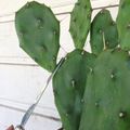 How to Propagate Cactus and Succulent Cuttings