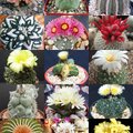 Amazon____rare plant exotic cacti flowering desert succulent seed 20 seeds, $4.60 