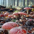 https://beachgirlnikita.tumblr.com/post/180834593818/harte-of-turquoise-mushrooms-on-a-forest-floor

