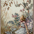 The Stork’s-bill Fairy   by Cicely Mary Barker