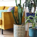 Add a plant to transform your space! ____Minimalistic Home Decor