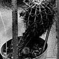 cactus in art