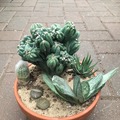 https://max-plants.tumblr.com/post/169528514226/cacti-and-succulents
https://max-plants.tumblr.com/archive