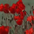 the poppies
