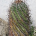 cactus and succulent