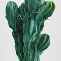 https://kingcastleg.tumblr.com/post/179622473879/cactus-in-art-kwangho-lee-korean-1981