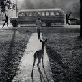 https://hauntedbystorytelling.tumblr.com/post/187885682542/off-to-school-the-pet-fawn-of-brad-curry-of
https://hauntedbystorytelling.tumblr.com/archive