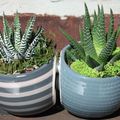 How to Grow and Care for Zebra Plants