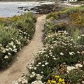 南加州 Monterey 石子灘（Pebble Beach) 濱海小道