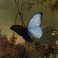 Blue Morpho Butterfly, Martin Johnson Heade, 1865,