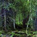 https://ivan-shishkin.tumblr.com/post/178255275739/backwoods-ivan-shishkin-medium-oilcanvas
https://ivan-shishkin.tumblr.com/archive