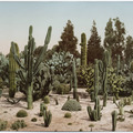 Cactus garden in California in 1902
